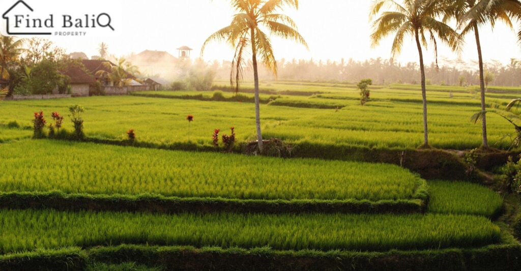 Buying Land in Bali